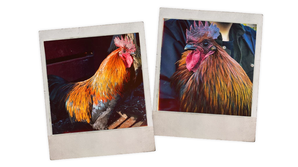 Авторы ARC Raiders рассказали историю петуха Скраппи (Плюшкина)