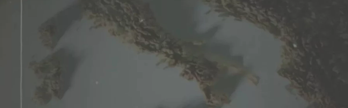 Сегодня могут показать новую Company of Heroes Сегодня могут показать новую Company of Heroes