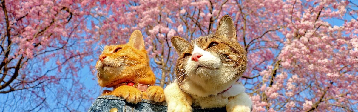 Запущена инициатива Pawsome Players, в рамках которой геймеры смогут помочь бездомным кошкам Запущена инициатива Pawsome Players, в рамках которой геймеры смогут помочь бездомным кошкам
