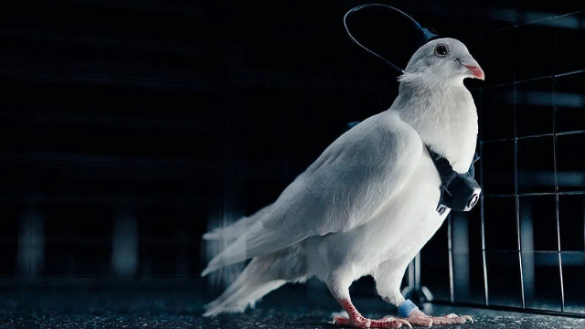 В России киберпанк начался с голубей: представили PJN-1