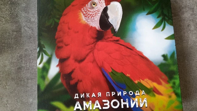 Настольная игра  «Дикая природа Амазонии»: путешествие в тропические джунгли посреди русской зимы